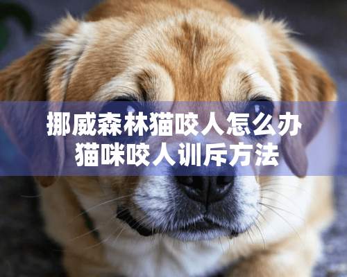 挪威森林猫咬人怎么办 猫咪咬人训斥方法