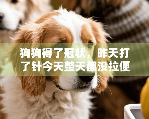 狗狗得了冠状，昨天打了针今天整天都没拉便便还还不肯吃怎么办