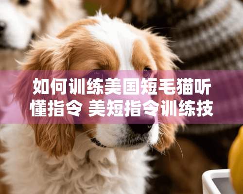 如何训练美国短毛猫听懂指令 美短指令训练技巧