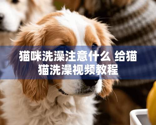 猫咪洗澡注意什么 给猫猫洗澡视频教程