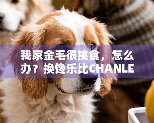 我家金毛很挑食，怎么办？换馋乐比CHANLEBI狗粮怎么样？