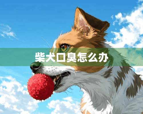 柴犬口臭怎么办