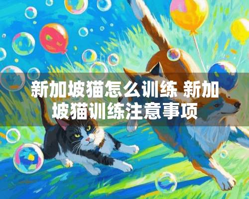 新加坡猫怎么训练 新加坡猫训练注意事项