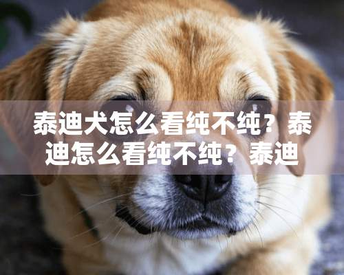 泰迪犬怎么看纯不纯？泰迪怎么看纯不纯？泰迪狗怎么看