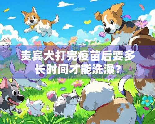 贵宾犬打完**后要多长时间才能洗澡？