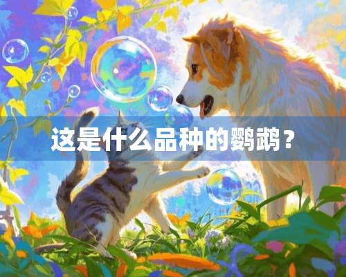 这是什么品种的鹦鹉？