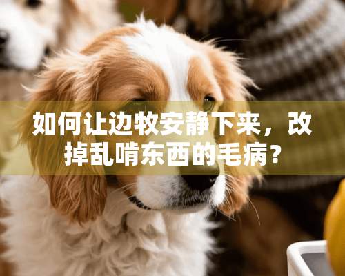 如何让边牧安静下来，改掉乱啃东西的毛病？