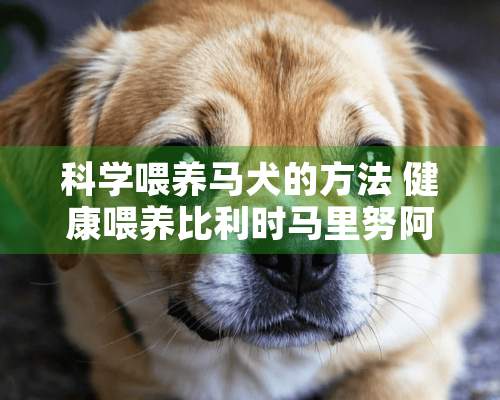 科学喂养马犬的方法 健康喂养比利时马里努阿犬