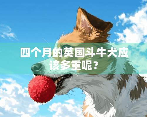 四个月的英国斗牛犬应该多重呢？