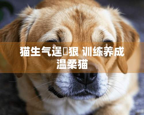 猫生气逞兇狠 训练养成温柔猫