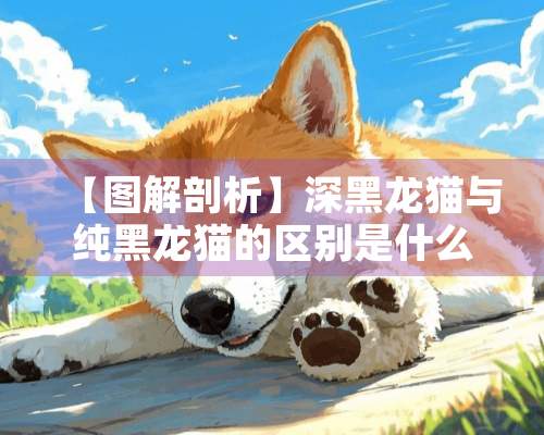 【图解剖析】深黑龙猫与纯黑龙猫的区别是什么？