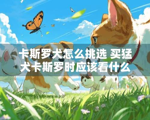 卡斯罗犬怎么挑选 买猛犬卡斯罗时应该看什么