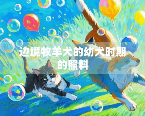 边境牧羊犬的幼犬时期的照料