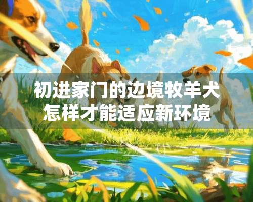 初进家门的边境牧羊犬怎样才能适应新环境