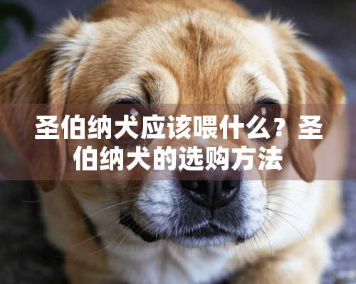 圣伯纳犬应该喂什么？圣伯纳犬的选购方法