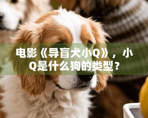 电影《导盲犬小Q》，小Q是什么狗的类型？