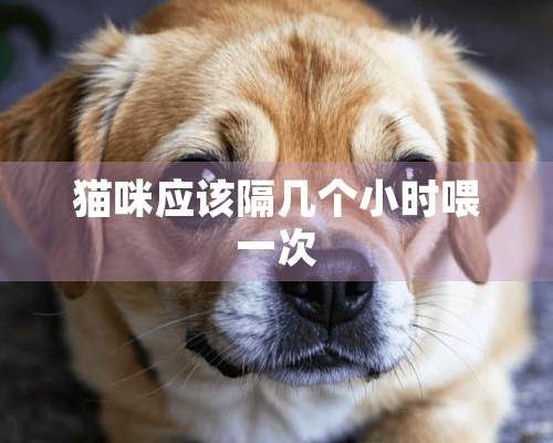 猫咪应该隔几个小时喂一次