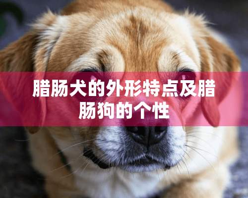 腊肠犬的外形特点及腊肠狗的个性