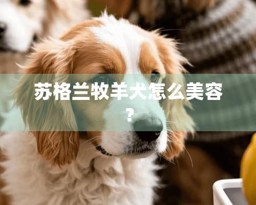 苏格兰牧羊犬怎么美容？