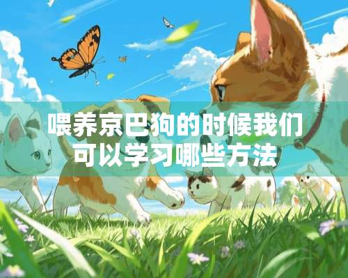 喂养京巴狗的时候我们可以学习哪些方法