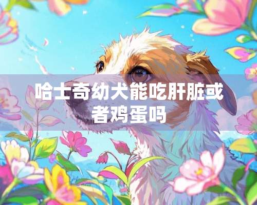 哈士奇幼犬能吃肝脏或者鸡蛋吗