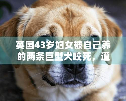 英国43岁妇女被自己养的两条巨型犬咬死，遭遇恶犬袭击该怎么办？