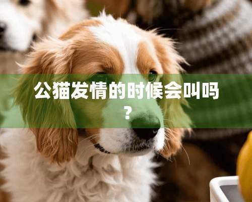 公猫**的时候会叫吗？