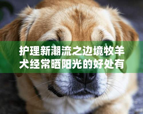 护理新潮流之边境牧羊犬经常晒阳光的好处有哪些