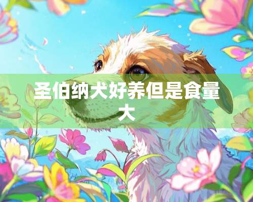 圣伯纳犬好养但是食量大