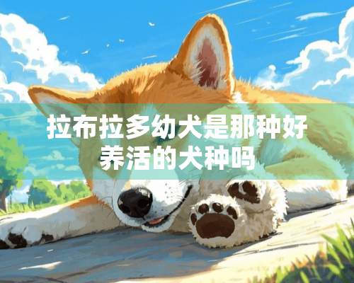 拉布拉多幼犬是那种好养活的犬种吗