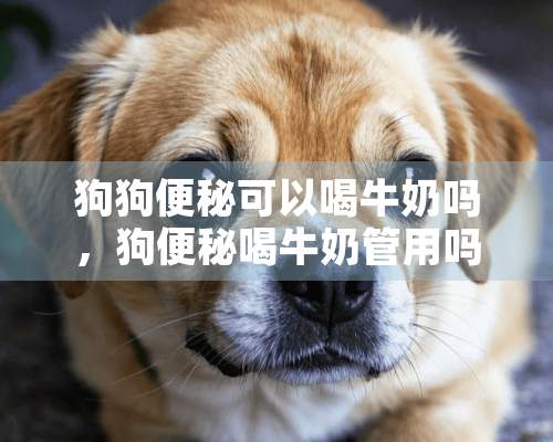 狗狗便秘可以喝牛奶吗，狗便秘喝牛奶管用吗