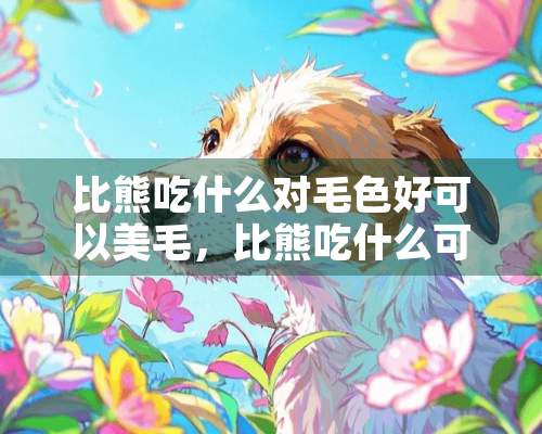 比熊吃什么对毛色好可以美毛，比熊吃什么可以美毛