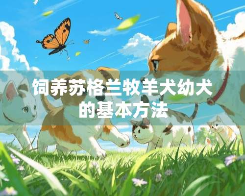 饲养苏格兰牧羊犬幼犬的基本方法