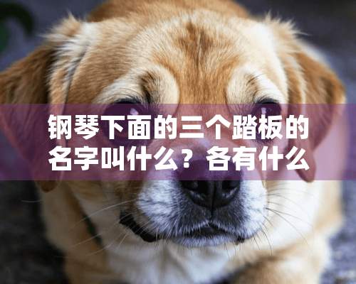 钢琴下面的三个踏板的名字叫什么？各有什么用