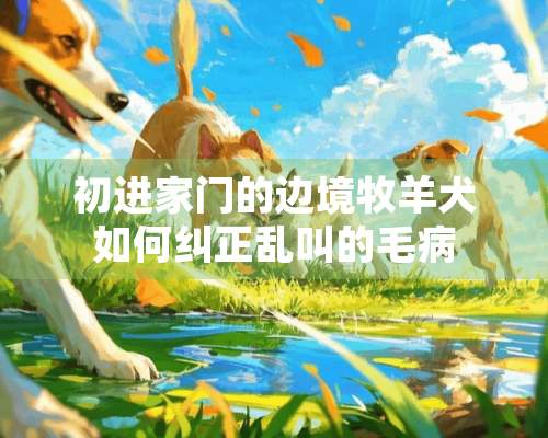 初进家门的边境牧羊犬如何纠正乱叫的毛病