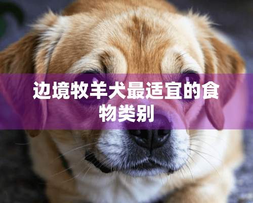 边境牧羊犬最适宜的食物类别