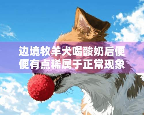 边境牧羊犬喝酸奶后便便有点稀属于正常现象吗