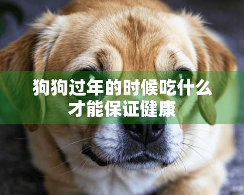 狗狗过年的时候吃什么才能保证健康