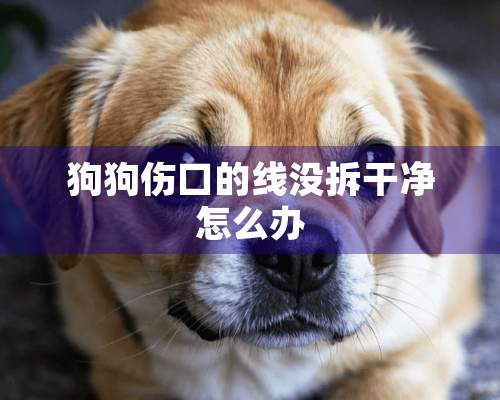 狗狗伤口的线没拆干净怎么办