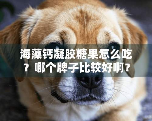 海藻钙凝胶糖果怎么吃？哪个牌子比较好啊？