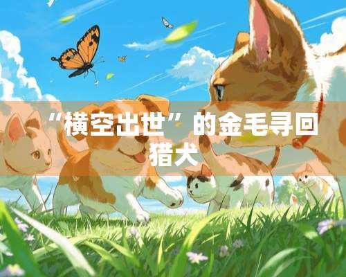 “横空出世”的金毛寻回猎犬