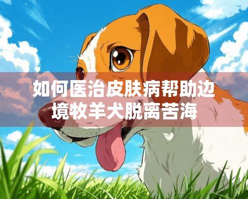 如何医治皮肤病帮助边境牧羊犬脱离苦海