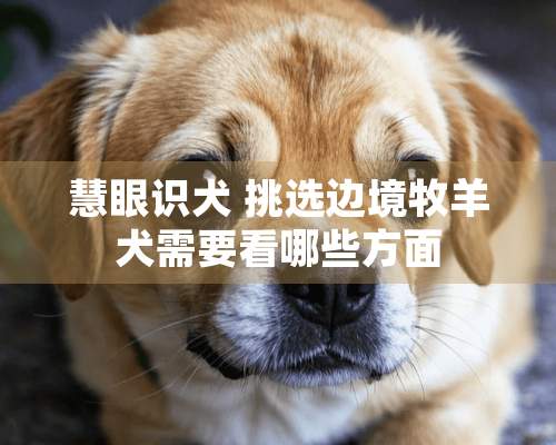 慧眼识犬 挑选边境牧羊犬需要看哪些方面