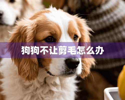 狗狗不让剪毛怎么办