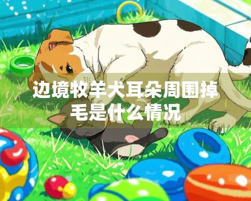 边境牧羊犬耳朵周围掉毛是什么情况