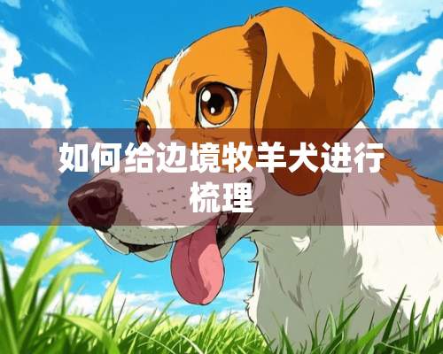 如何给边境牧羊犬进行梳理