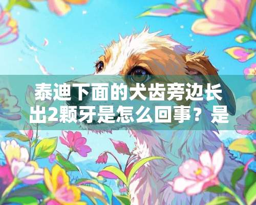 泰迪下面的犬齿旁边长出2颗牙是怎么回事？是在还牙还是长了双排牙？