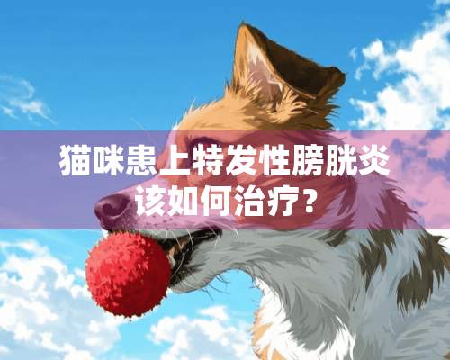 猫咪患上特发性膀胱炎该如何治疗？