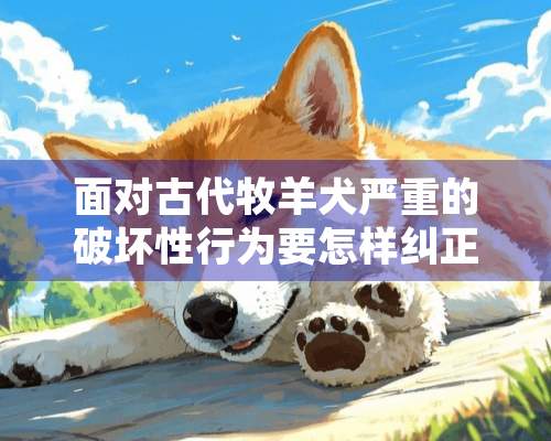 面对古代牧羊犬严重的破坏性行为要怎样纠正