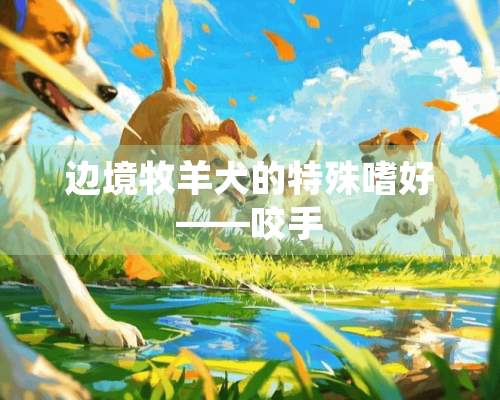 边境牧羊犬的特殊嗜好——咬手